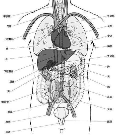 女胃位置|人体器官分布图